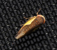 Norvellina flavida