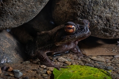 Incilius melanochlorus