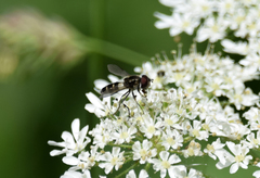 Leucozona laternaria