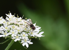 Leucozona laternaria