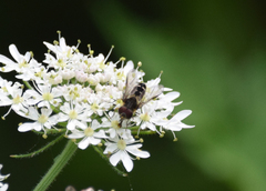 Leucozona laternaria