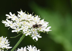 Leucozona laternaria