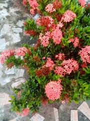 Ixora