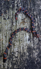 Cylindrophis ruffus