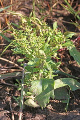 Blitum nuttallianum
