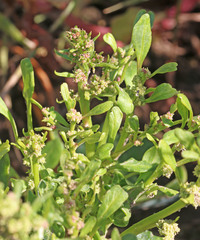 Blitum nuttallianum