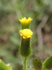 Senecio lividus