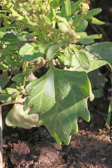 Blitum nuttallianum