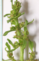 Blitum nuttallianum