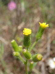 Senecio lividus