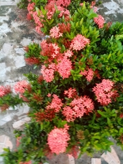 Ixora