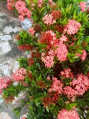 Ixora