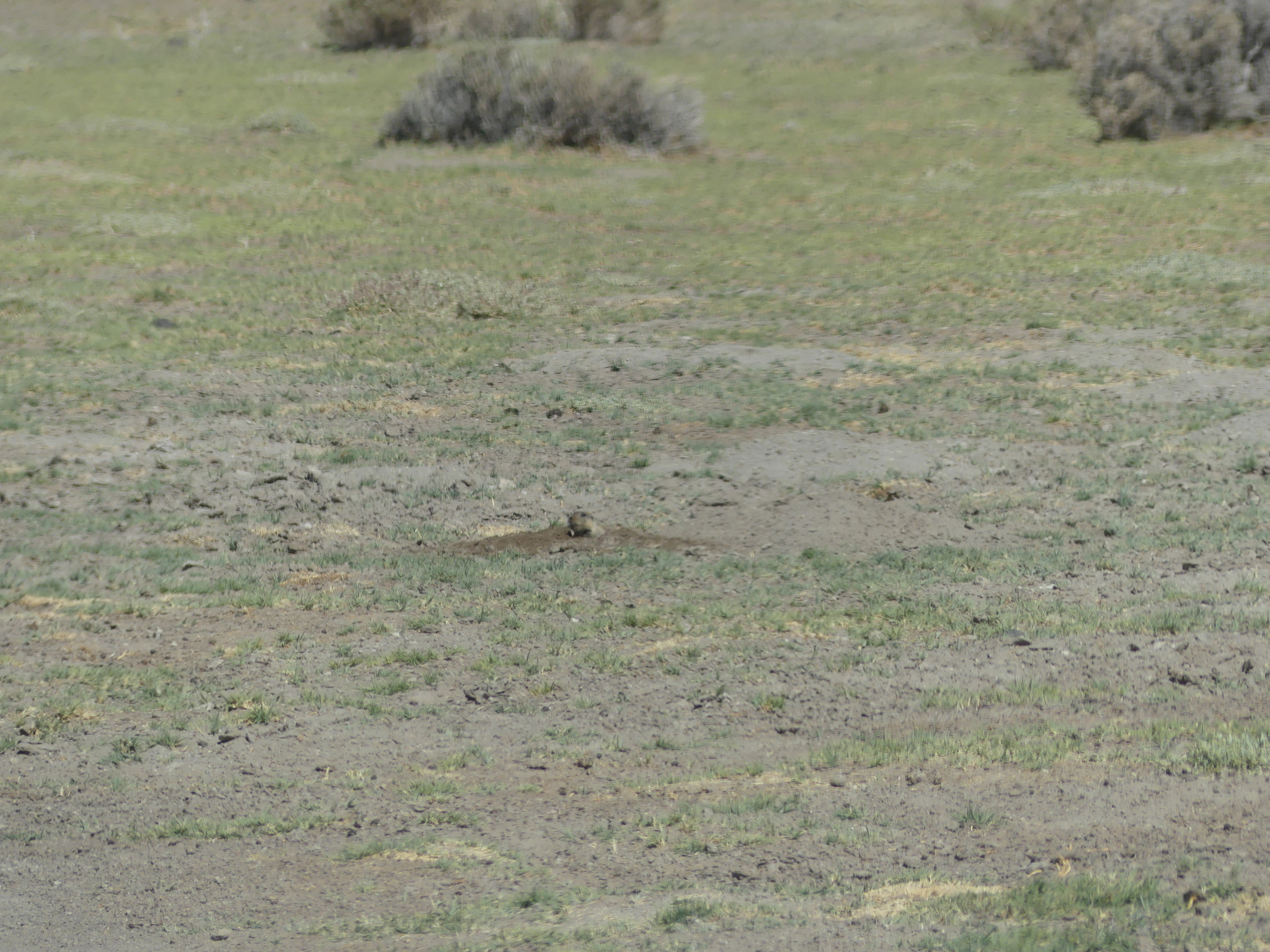 Tawny Tuco-Tuco photo 3