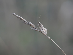 Deuterotinea casanella