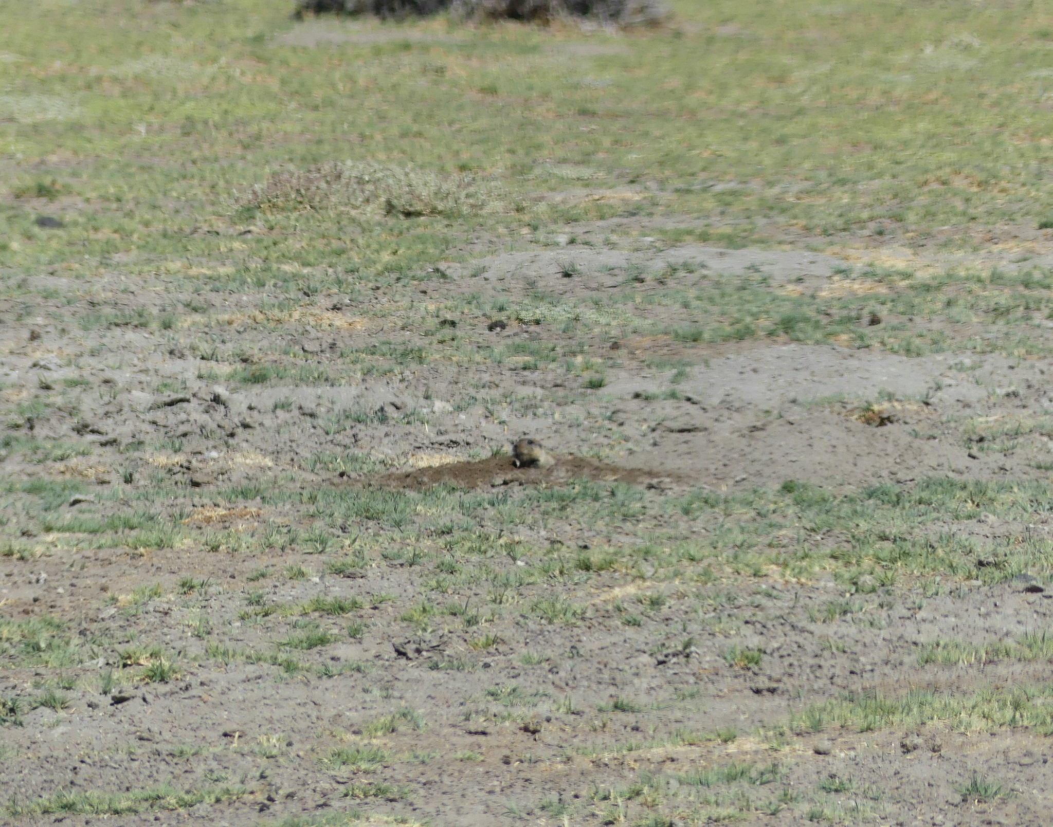 Tawny Tuco-Tuco photo 4