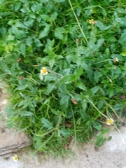 Tridax procumbens