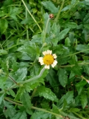 Tridax procumbens