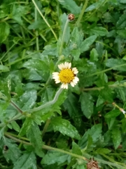 Tridax procumbens