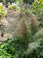 Foeniculum vulgare dulce