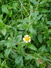 Tridax procumbens