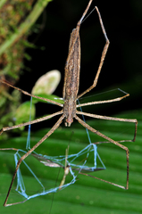 Deinopis longipes