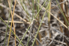 Ramburiella hispanica