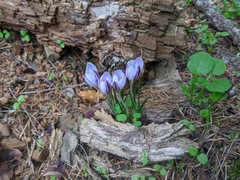 Crocus laevigatus