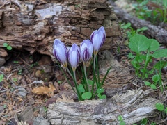 Crocus laevigatus