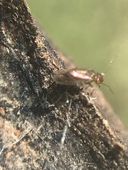 Ectopsocidae
