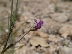 Lathyrus angulatus