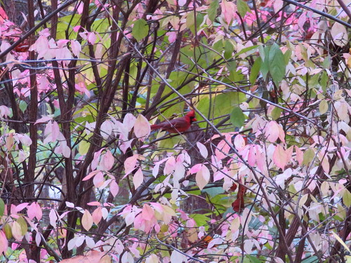 Northern Cardinal photographed in Indiana