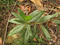 Verbesina baccharidea