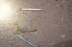 Hottentotta eminii