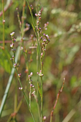 Polygonum argyrocoleon