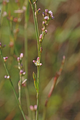 Polygonum argyrocoleon