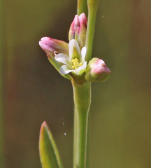 Polygonum argyrocoleon