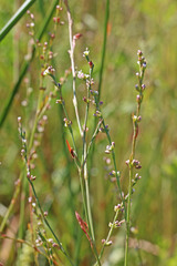 Polygonum argyrocoleon