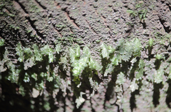 Neckera chilensis