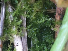 Plagiomnium undulatum