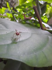 Tanypezidae