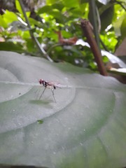Tanypezidae