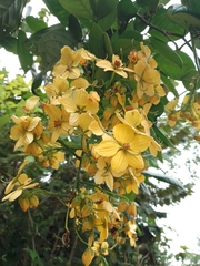 Senna papillosa
