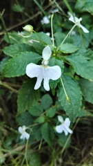 Impatiens hochstetteri