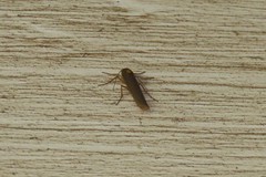 Sozusa scutellata