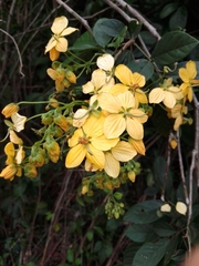 Senna papillosa