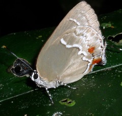 Strephonota adela