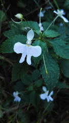 Impatiens hochstetteri