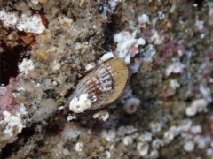 Brachidontes adamsianus