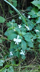 Impatiens hochstetteri