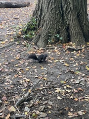 Sciurus carolinensis